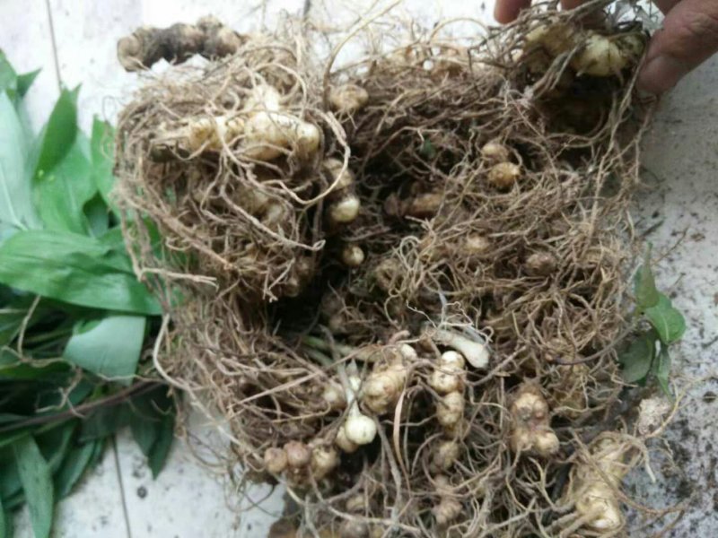 多花姜型黄精种苗(药典品种)