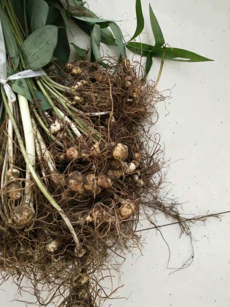 多花姜型黄精种苗(药典品种)