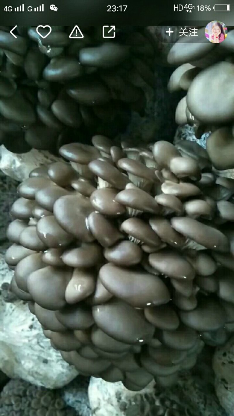 平菇