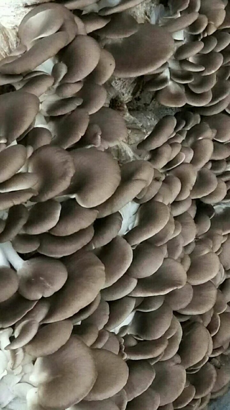 平菇