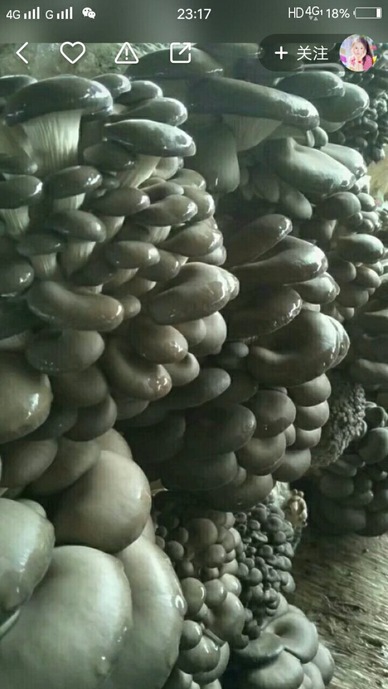 平菇