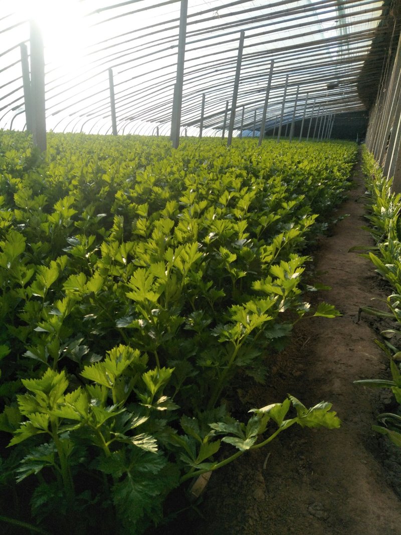 芹菜，基地种植，大量现货供应全国各地客商，农民种植来吧！