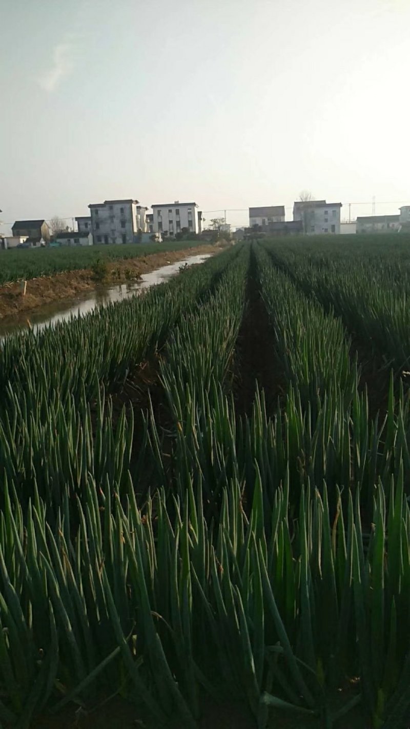 上海启东精品大葱，净葱，包装