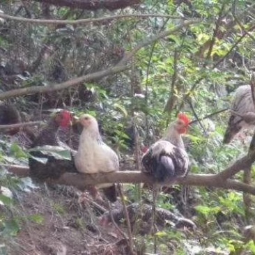 高山散养鹊山鸡