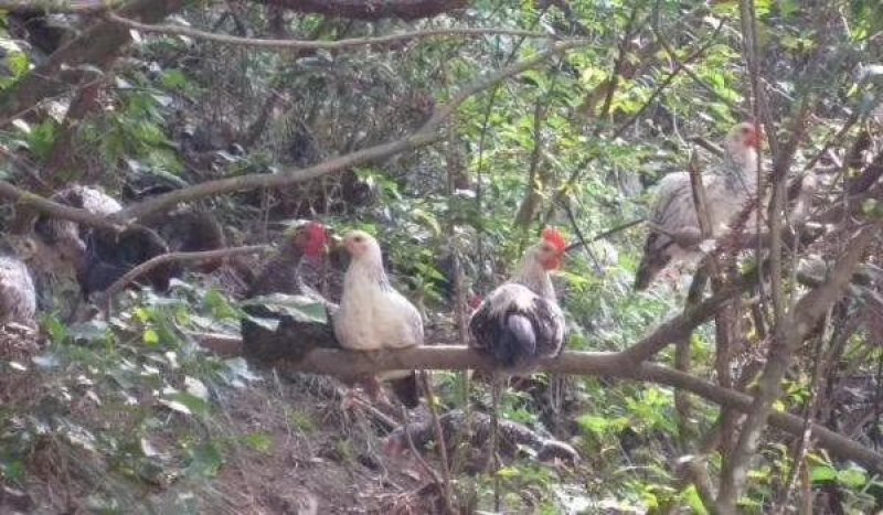 高山散养鹊山鸡