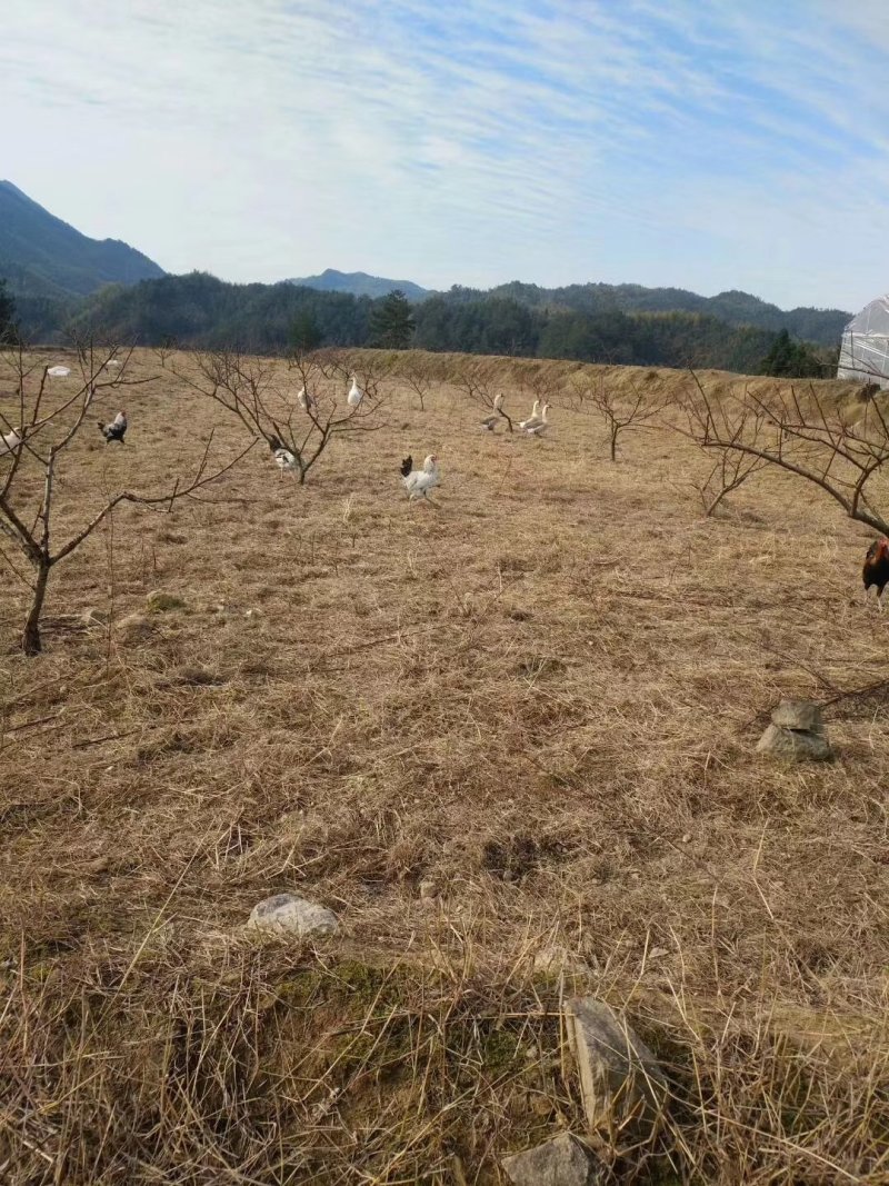 高山散养鹊山鸡