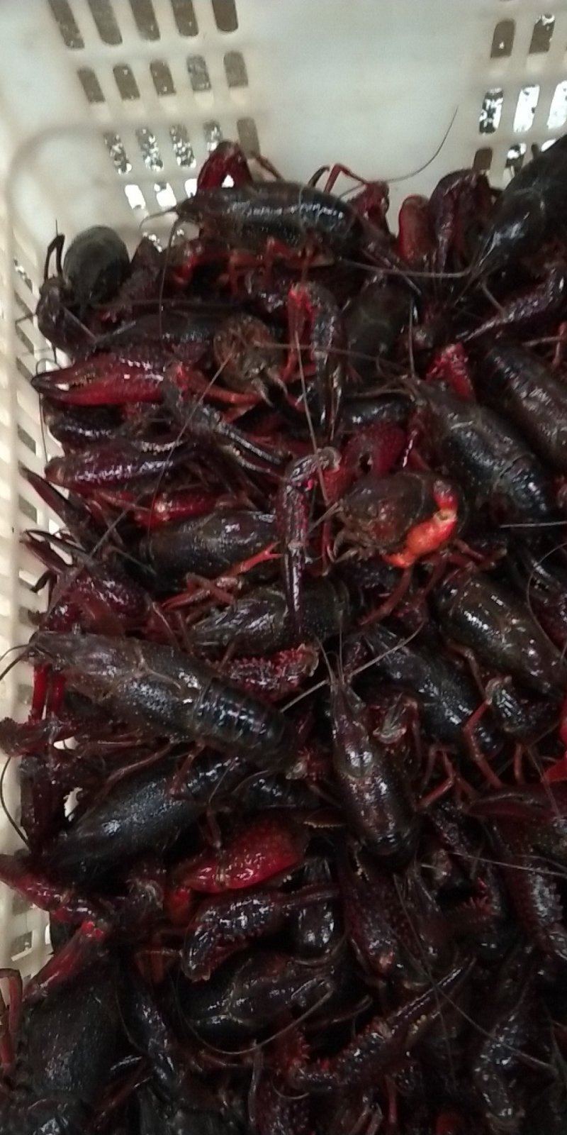 龙虾