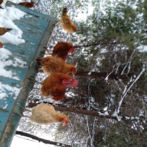 湘西散养土鸡销售