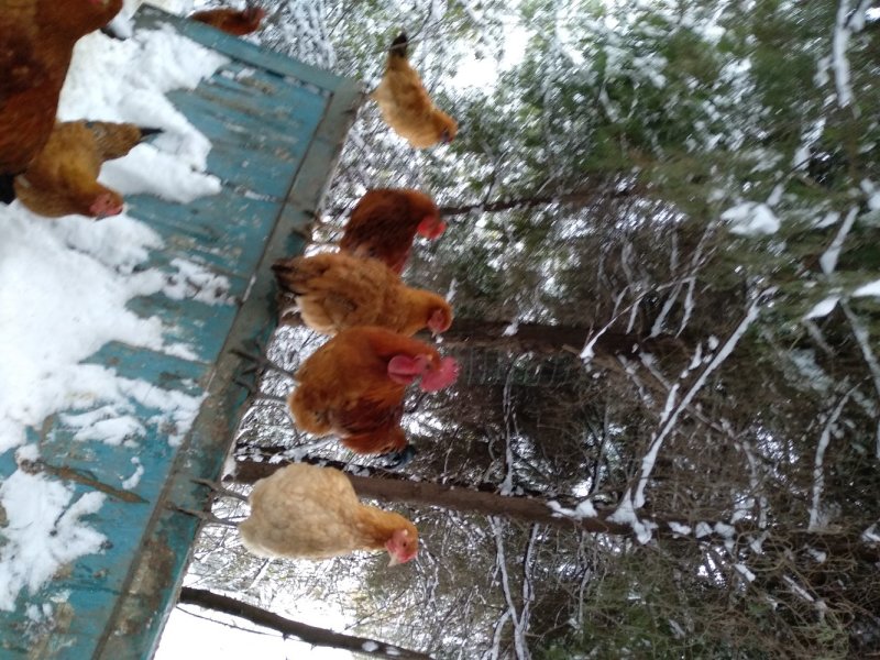 湘西散养土鸡销售