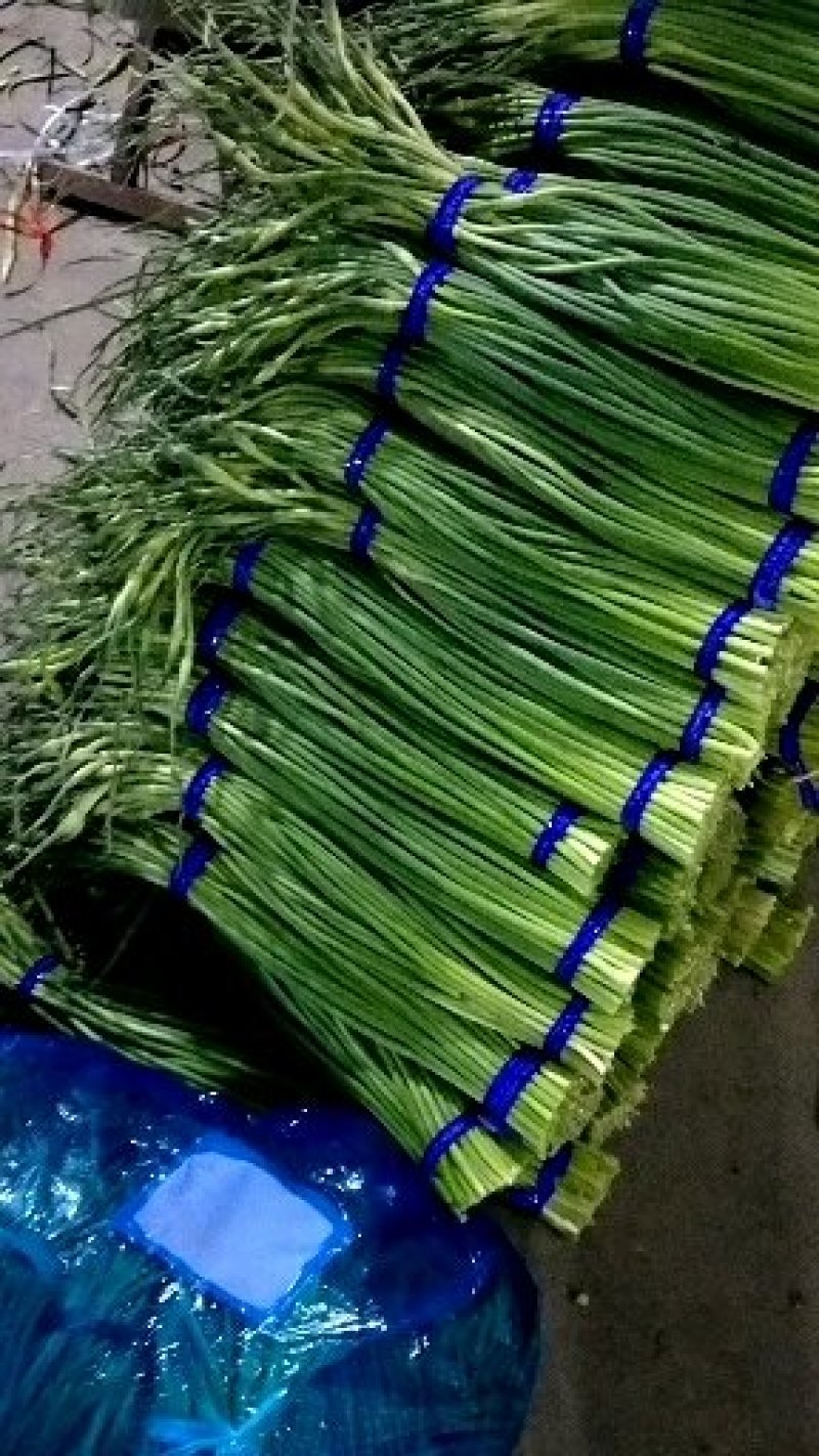 金乡蒜薹//产地直销价/专业储存冷代发各地市场