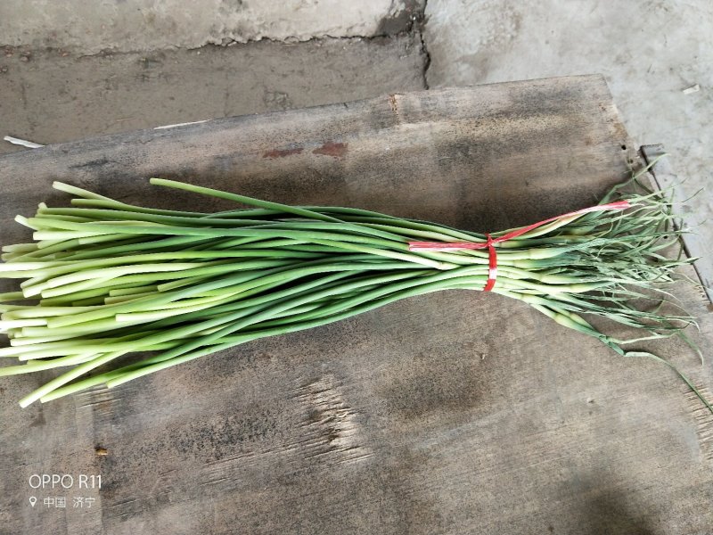 红帽蒜薹精品蒜苔热卖中一吨起批常年代发各地市场