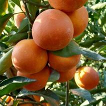 塔罗科血橙，果味纯甜，颜色好，皮薄汁多入口化渣