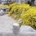 迎春花苗云南黄素馨小苗