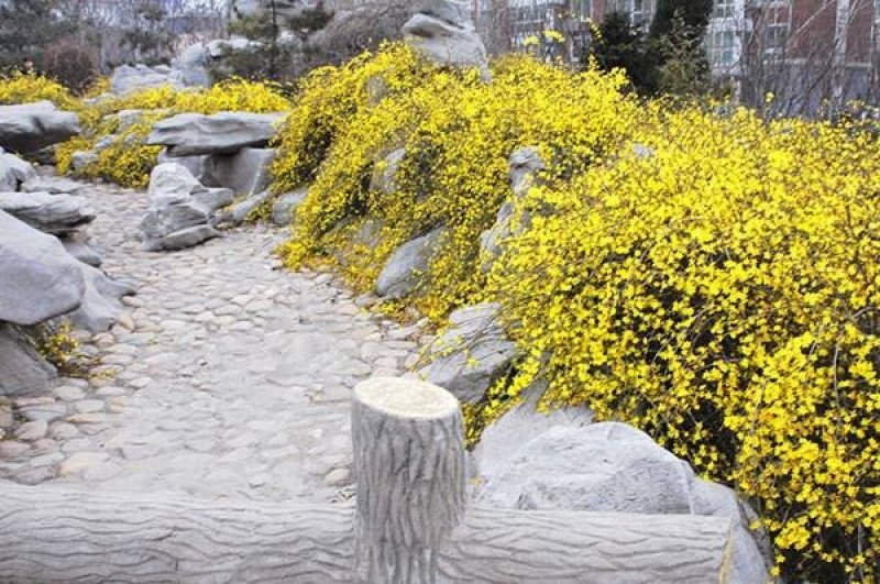 迎春花苗云南黄素馨小苗