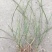 迎春花苗云南黄素馨小苗