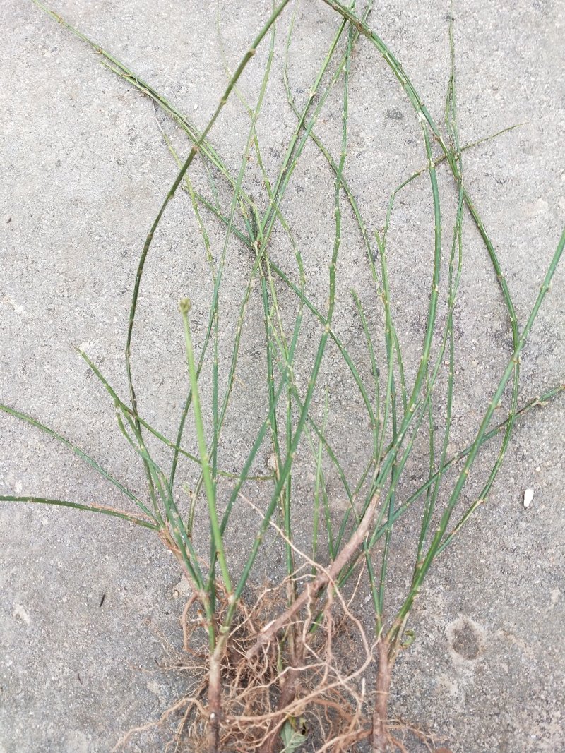 迎春花苗云南黄素馨小苗