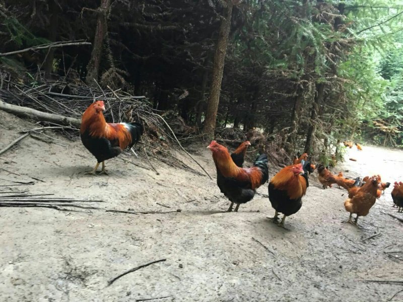土鸡