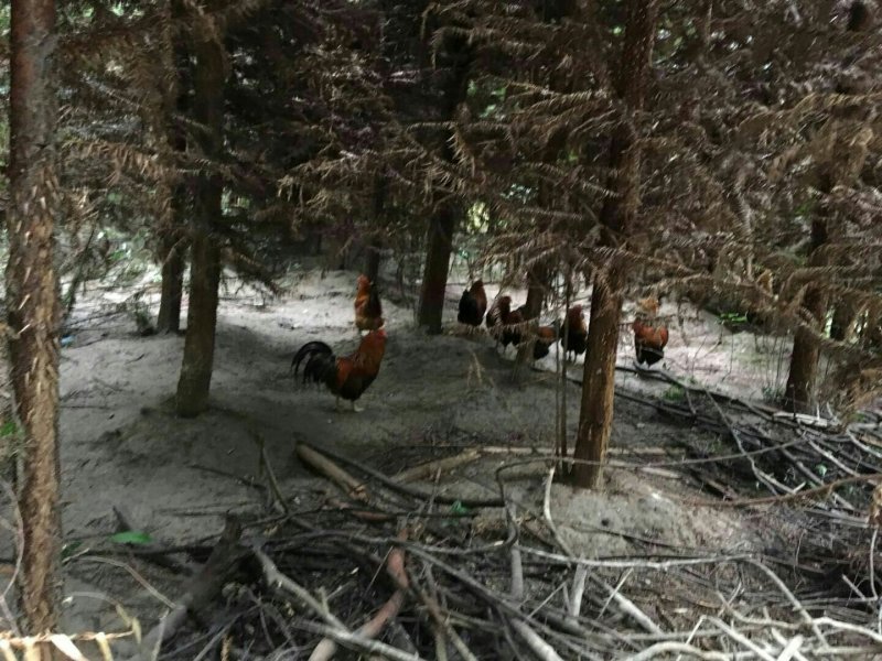 土鸡
