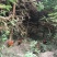 土鸡
