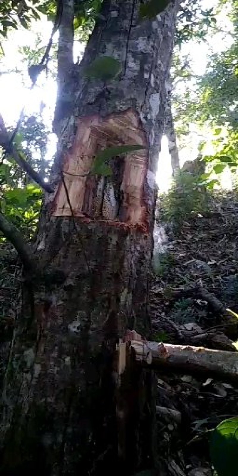 原生态土蜂蜜