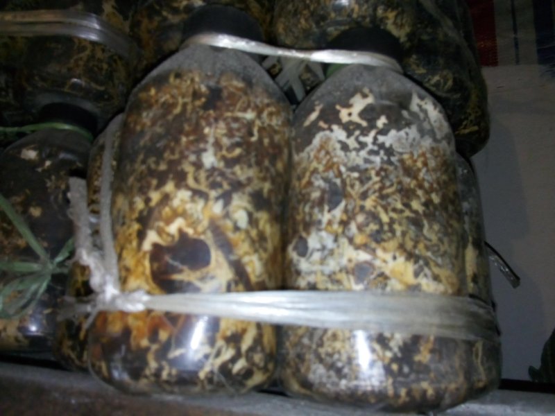 茯苓菌种，蜜环菌
