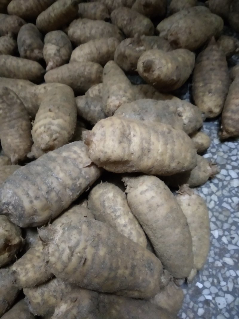 茯苓菌种，蜜环菌