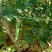 豌豆1.7一斤每天有十多吨