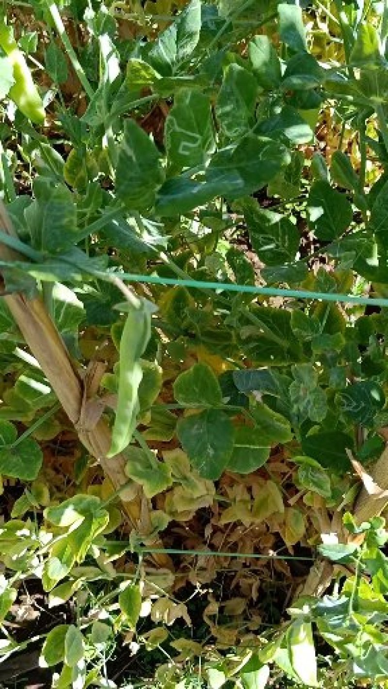 豌豆1.7一斤每天有十多吨