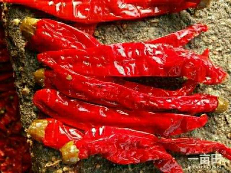 津红2：品种辣椒，第一遍辣椒，肉厚籽少，酱香浓