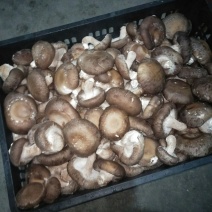 鲜香菇