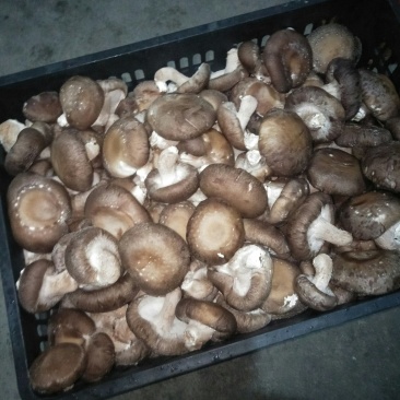 鲜香菇