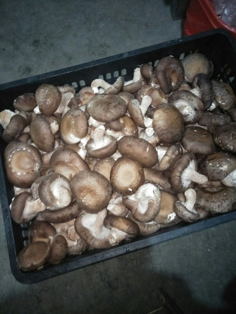 鲜香菇