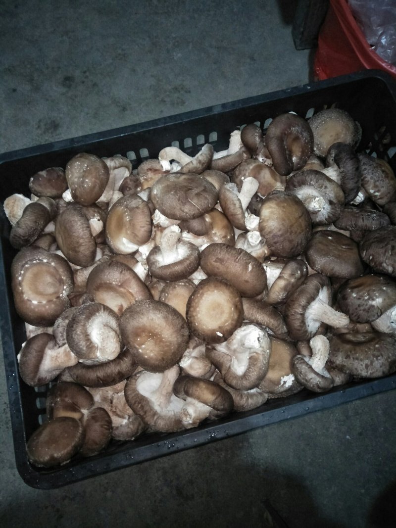 鲜香菇