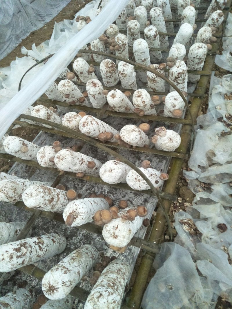 鲜香菇