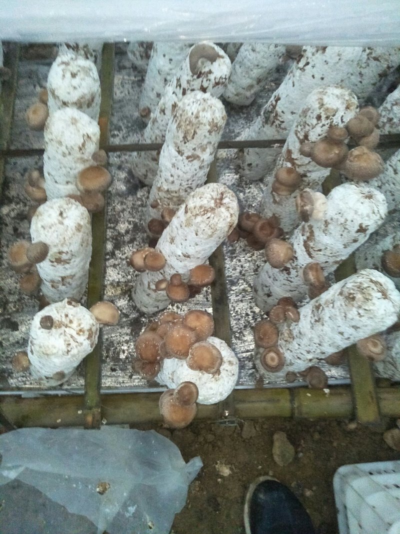 鲜香菇