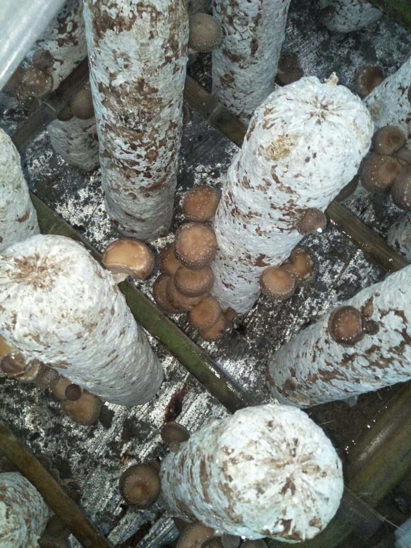 鲜香菇
