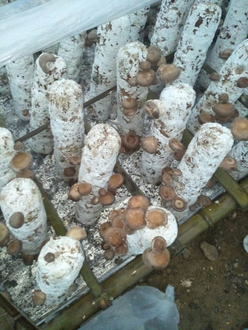 鲜香菇