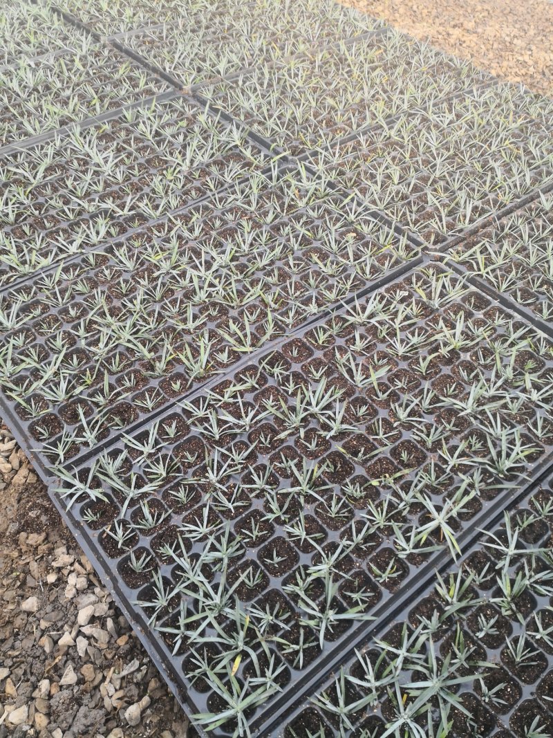 彩虹石竹蓝灰石竹虹美石竹