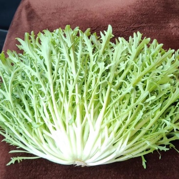 精品苦菊质量完美有一流的团队