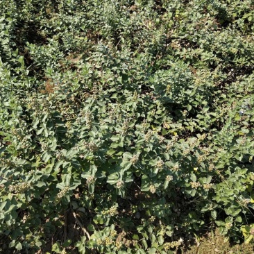 单叶蔓荆子苗（单叶正品）