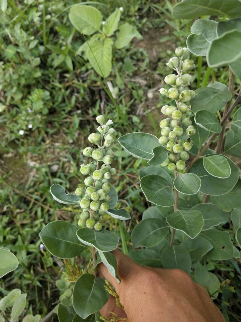 蔓荆子苗（单叶正品）