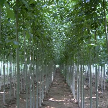 白蜡树价格优质白蜡树大量现货