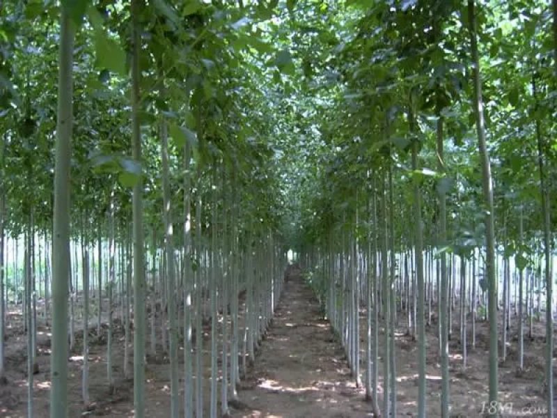 白蜡树价格优质白蜡树大量现货