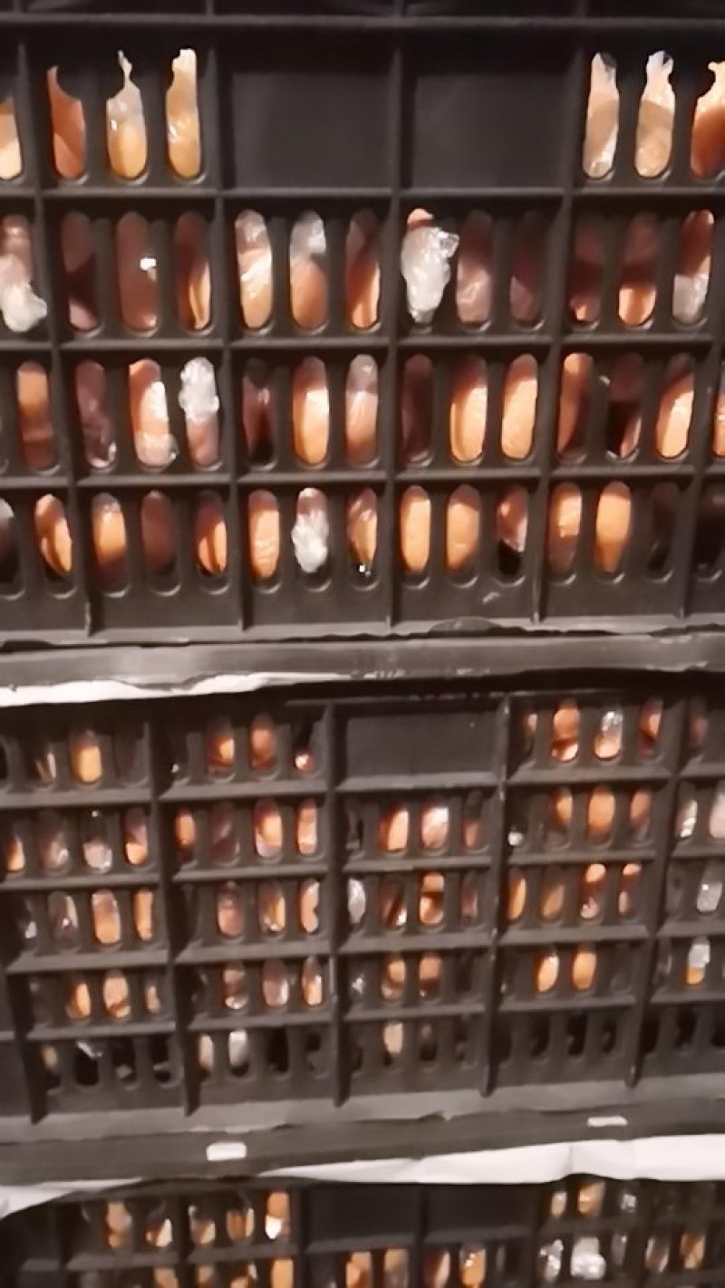 芦柑柑桔