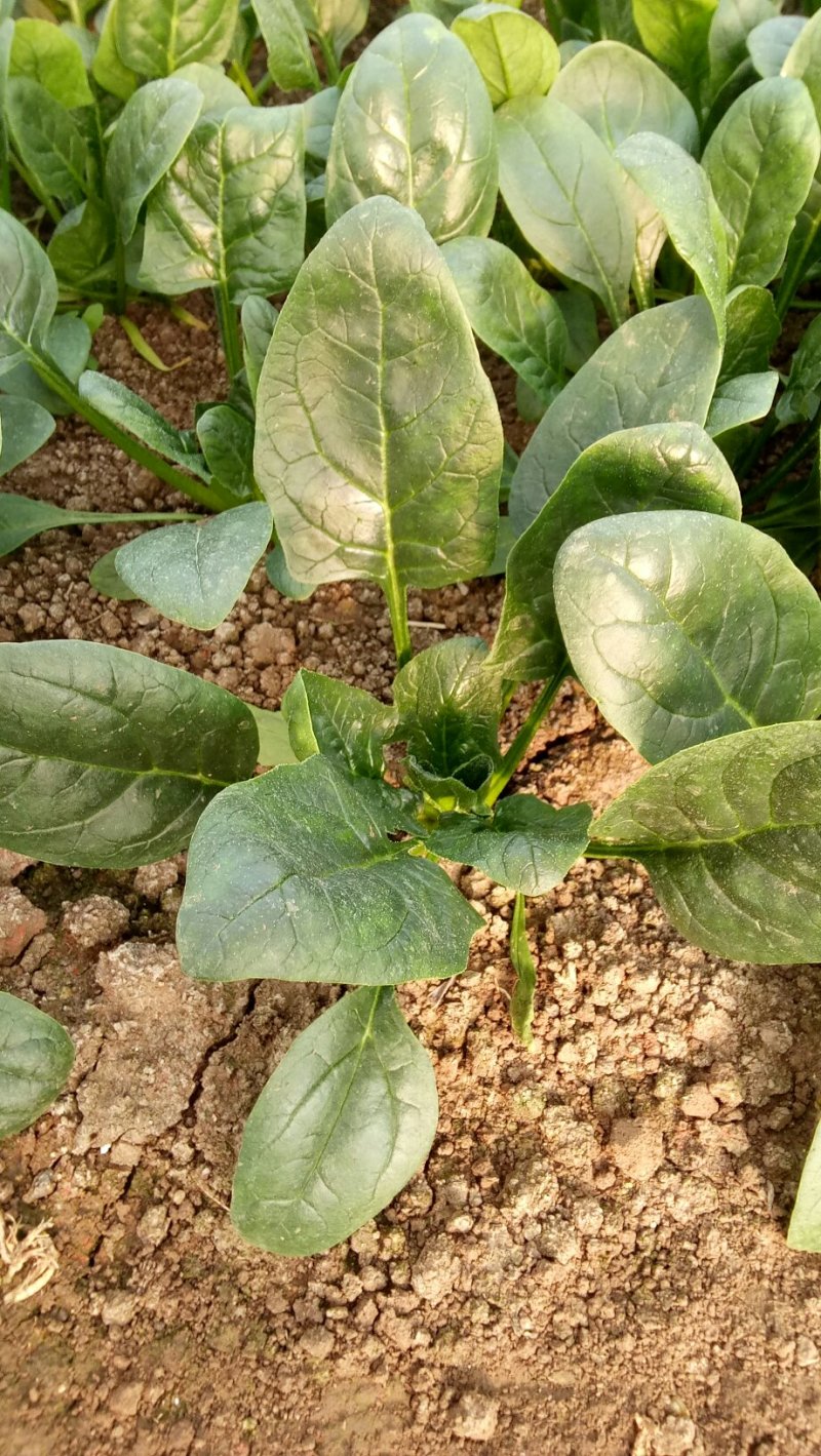 大叶菠菜