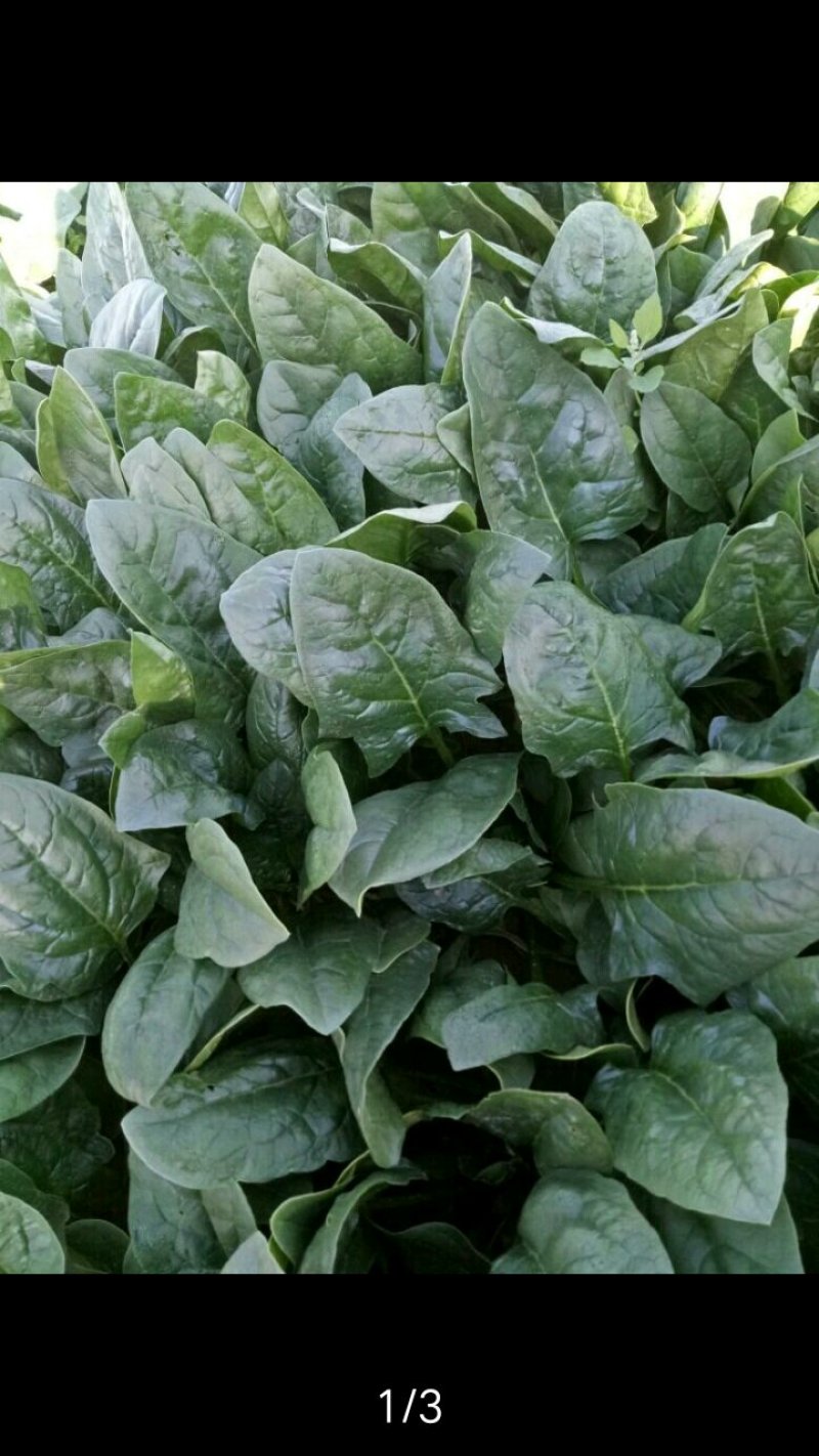 大叶菠菜