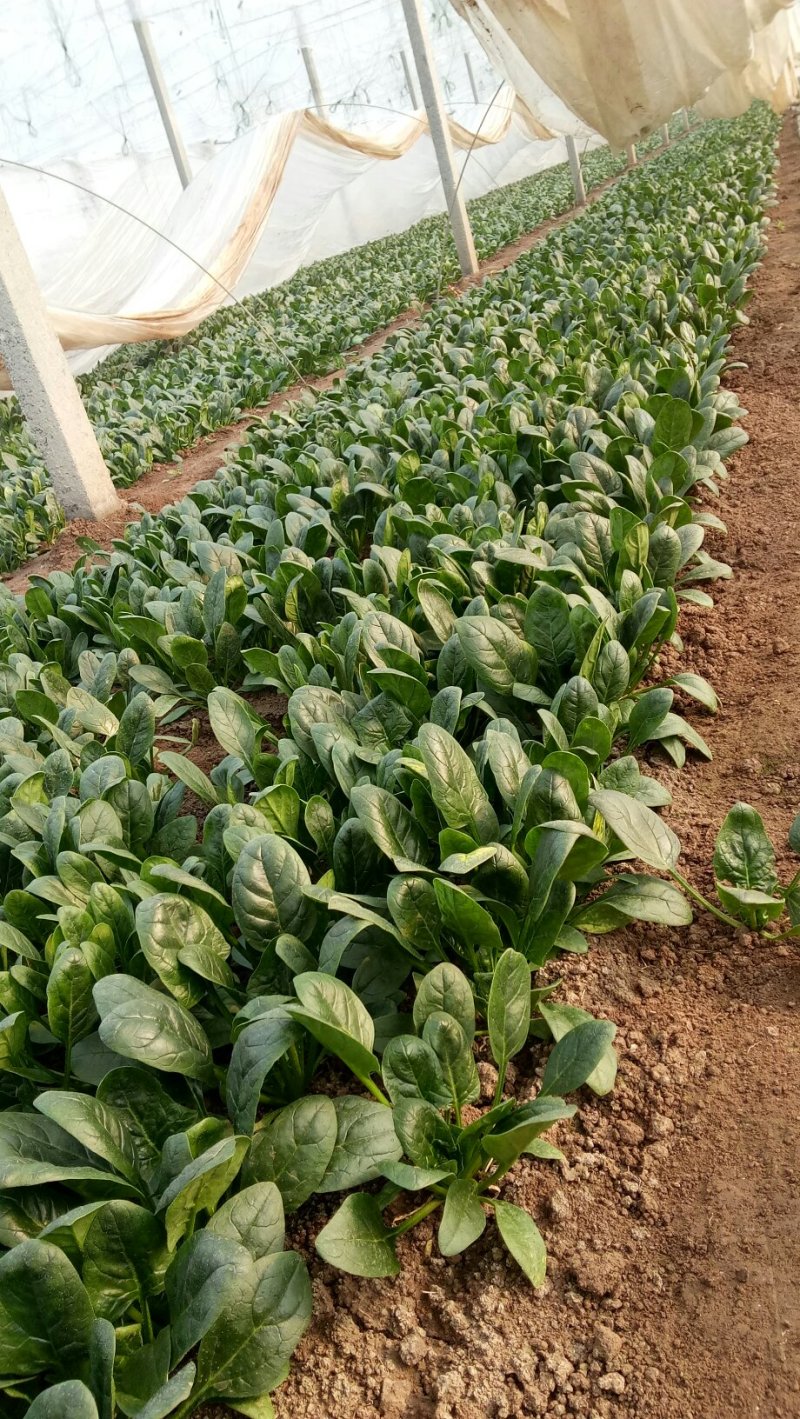 大叶菠菜