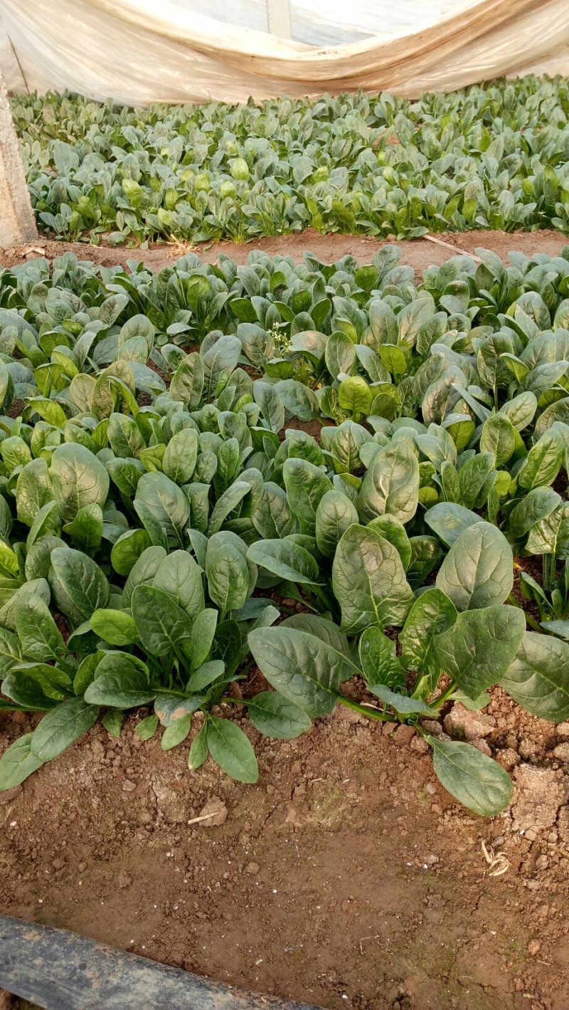 大叶菠菜