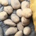 陇石土豆四两以上精品实力供应商，无虫眼，绿头