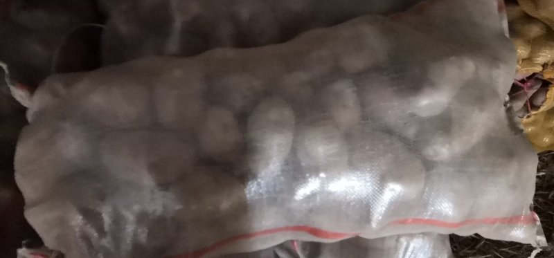 青薯9号土豆通货4两以上质量可以按照要求选装定